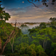 Image for article titled How To Dodge A Bullet Ant 12 Stories Up — In The Rainforest Canopy